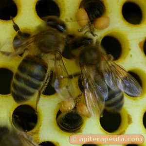 foto de abejas pasando por los agujeros del cazapolen HD